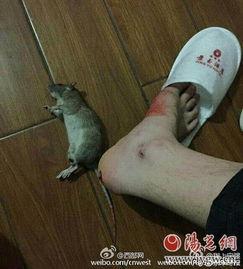 最新爆料老鼠事件,老鼠横行，卫生安全堪忧，最新老鼠事件引发社会关注  第1张